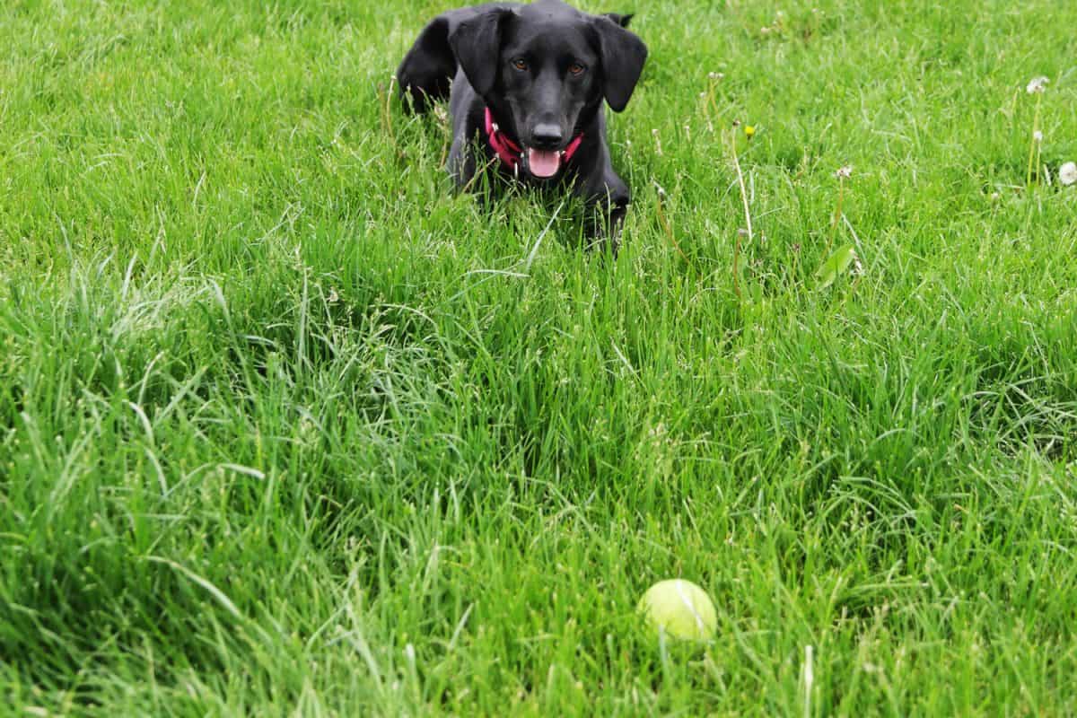 A dog fetching a ball