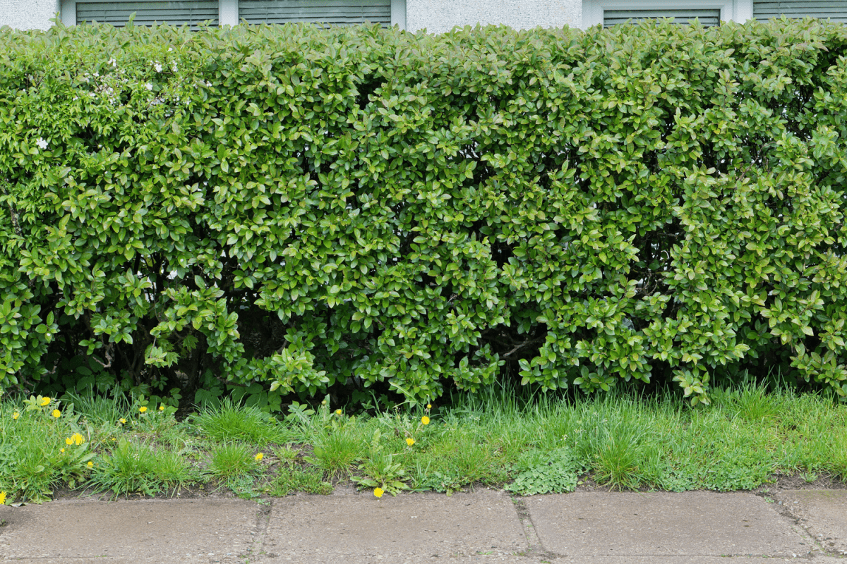 A long row of spring green decorative shrubs near a public city building