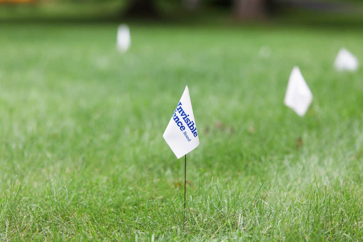  A series of warning flags for an electronic Invisible Fence Brand dog training system on a suburban lawn.