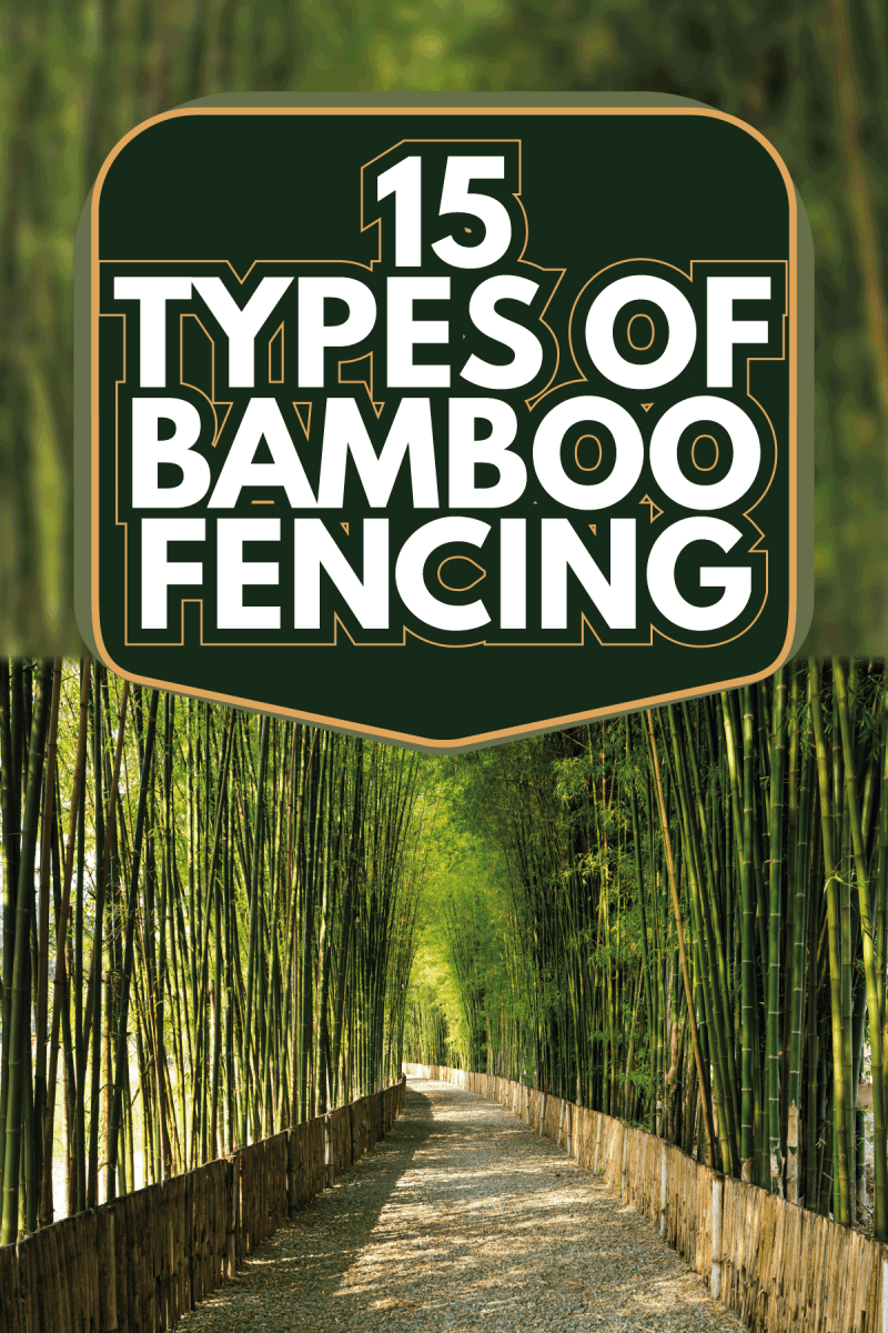Bamboo grove with walk way and sun light background. 15 Types Of Bamboo Fencing