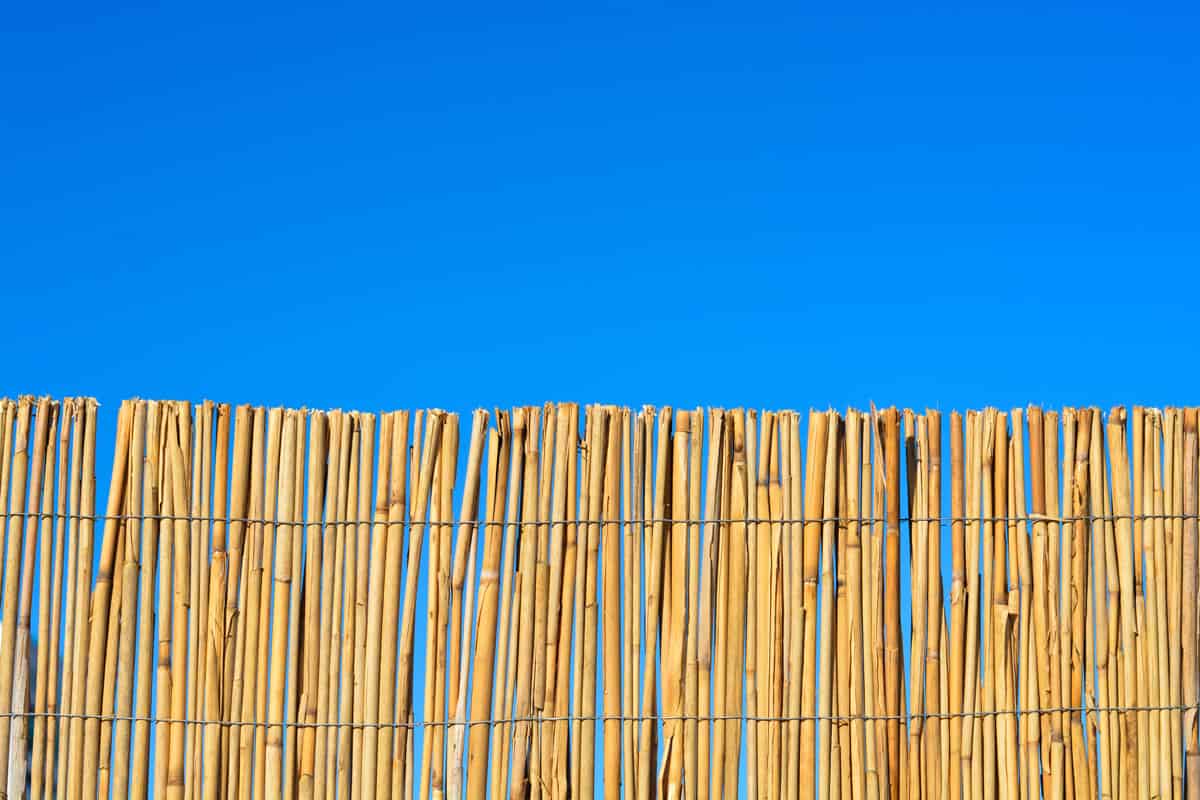 Bamboo or cane fence with blue sky
