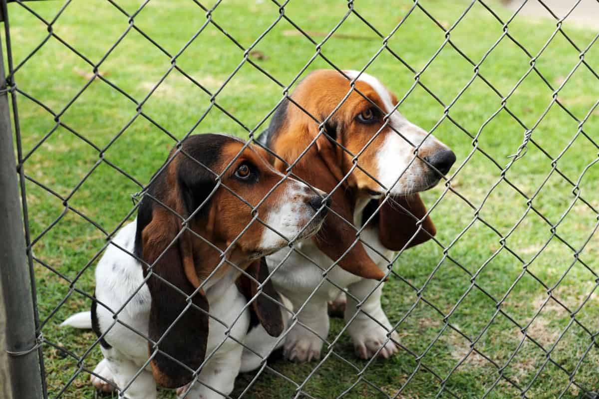 Bassets behind the Chain Link Fence