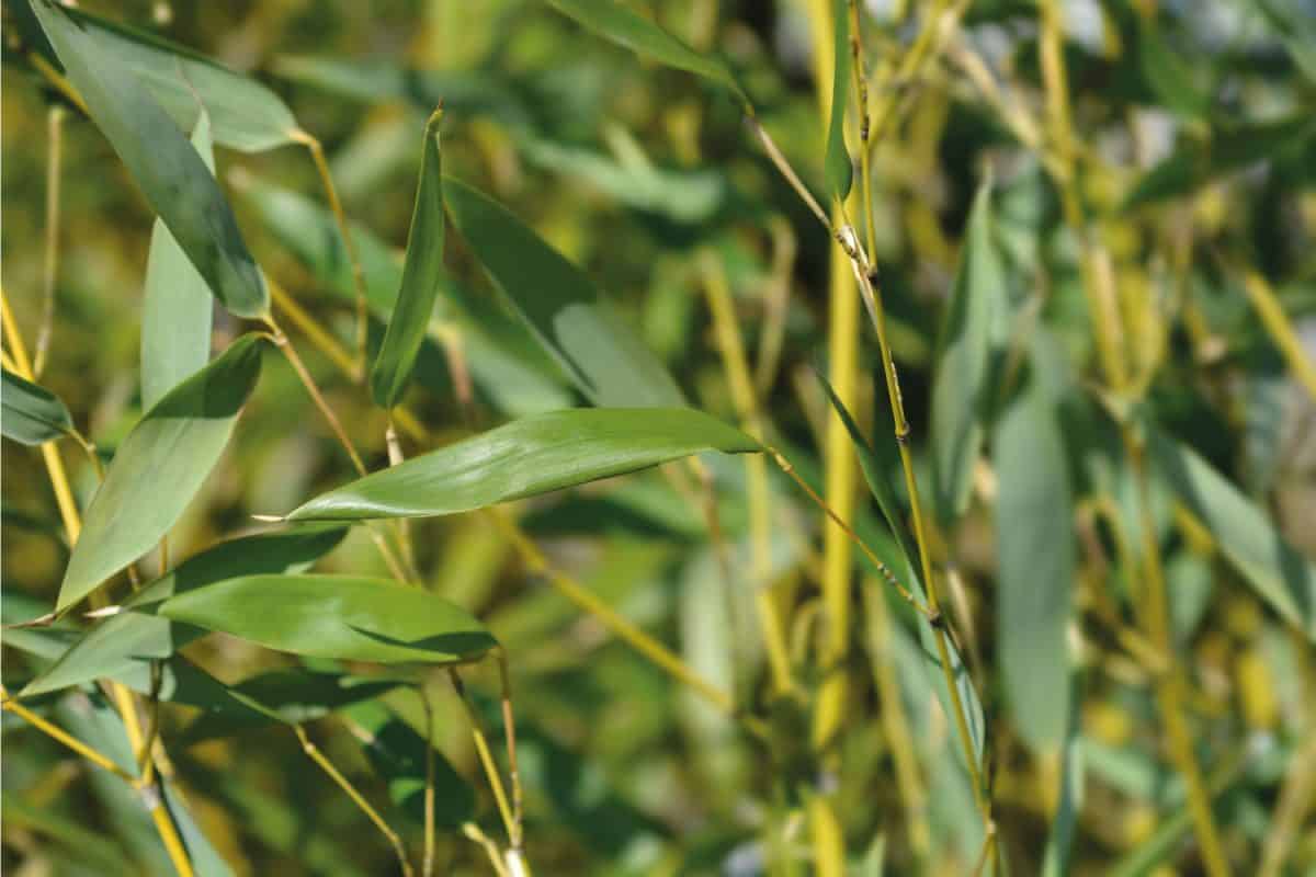 Bissets bamboo leaves Phyllostachys bissetii