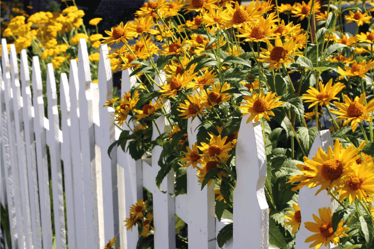 Blooming Fence of Flowers in the morning sun