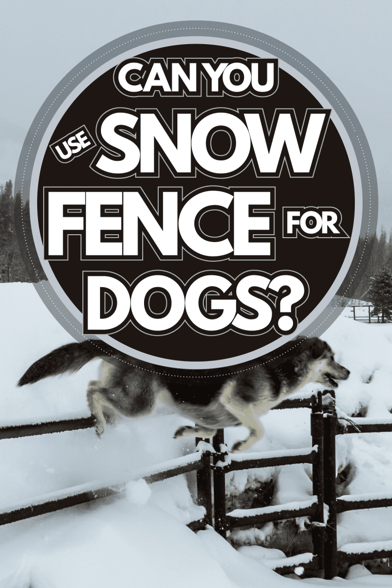 Dog playing near snow fence, Can You Use Snow Fence For Dogs?