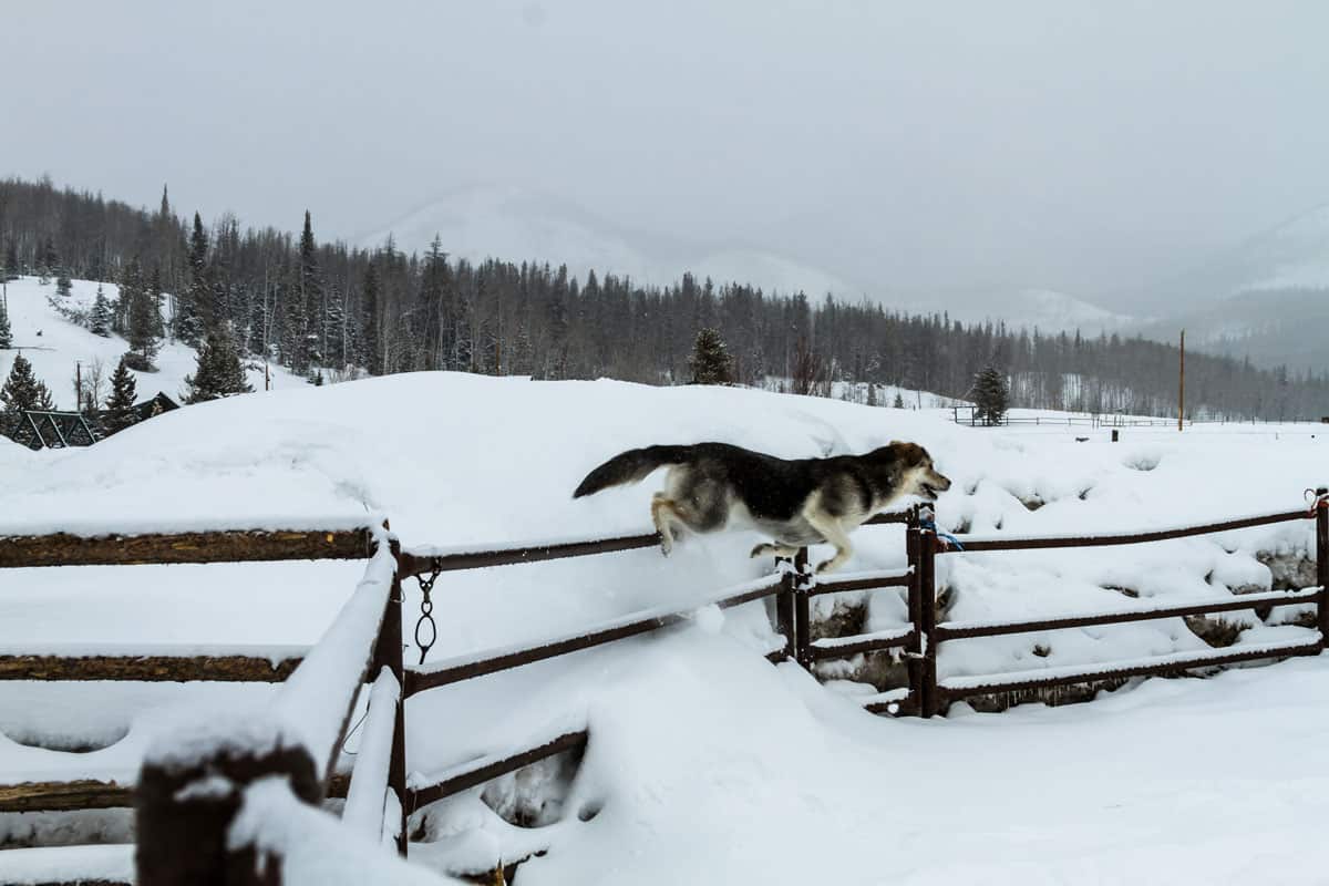 Dog playing near snow fence