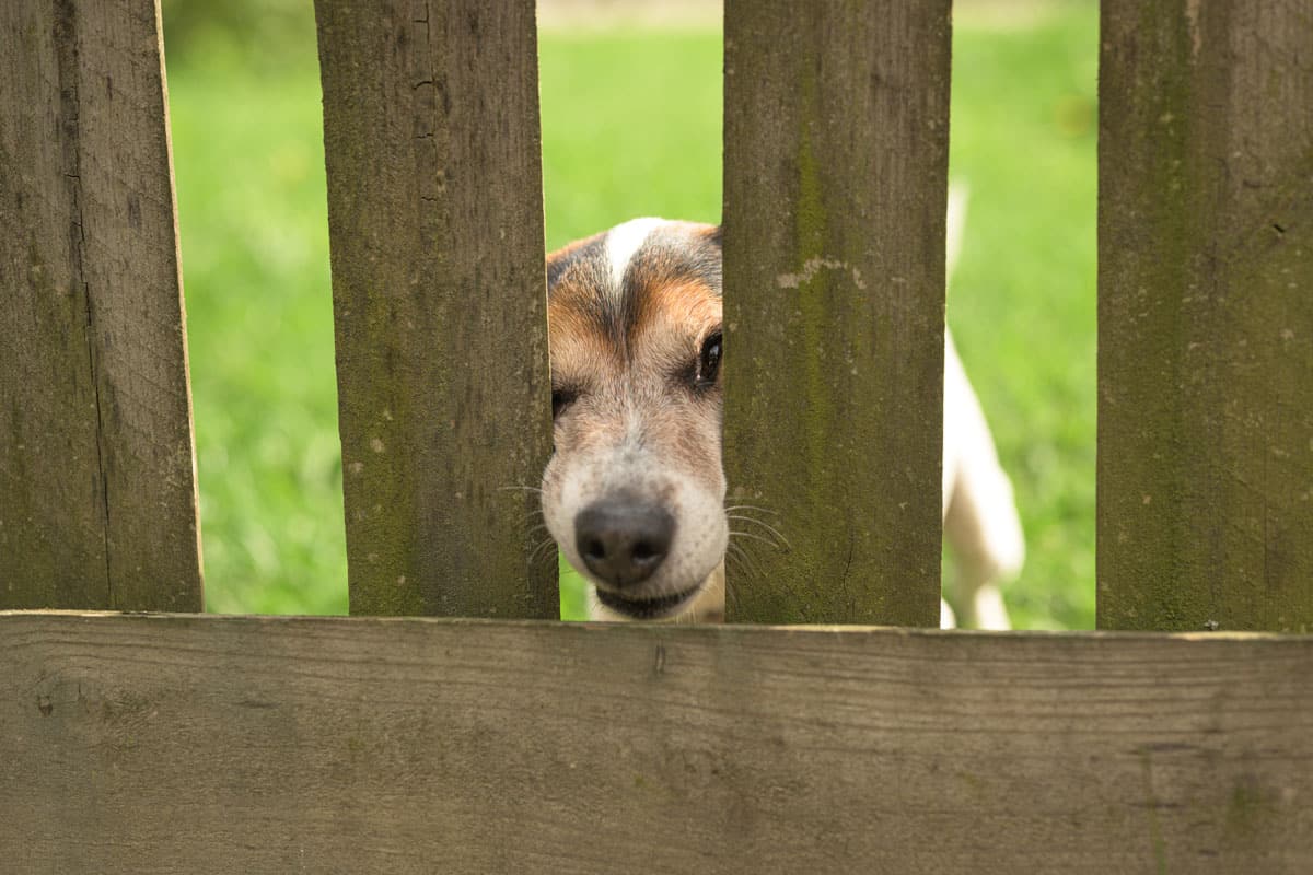 Doggie squeezes his nose through the fence opening