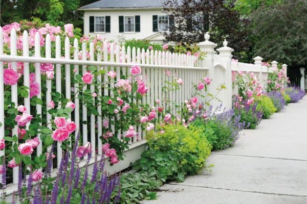Elegant white garden fence and gate with pink roses, salvia, catmint, lady's mantle flowers and bushes bordering house entrance.