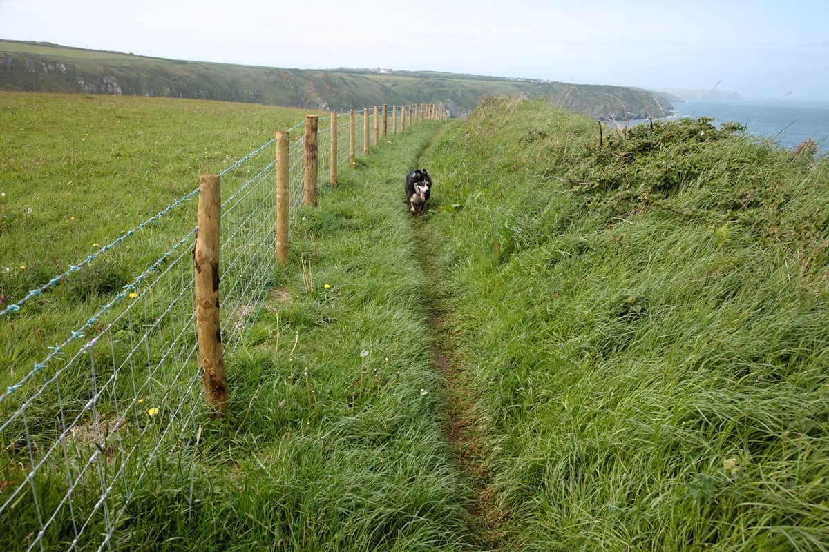 Fenceposts along coastal path border collie walking