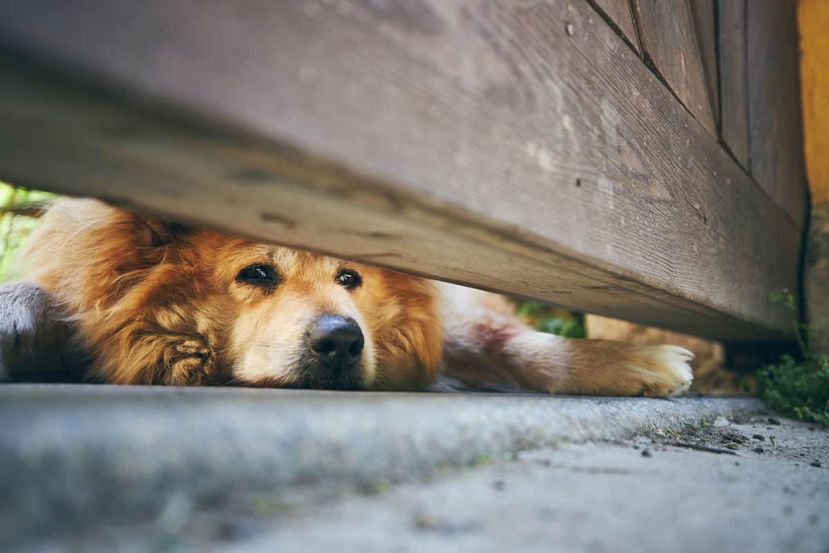 Golden Retriever looking under the fence