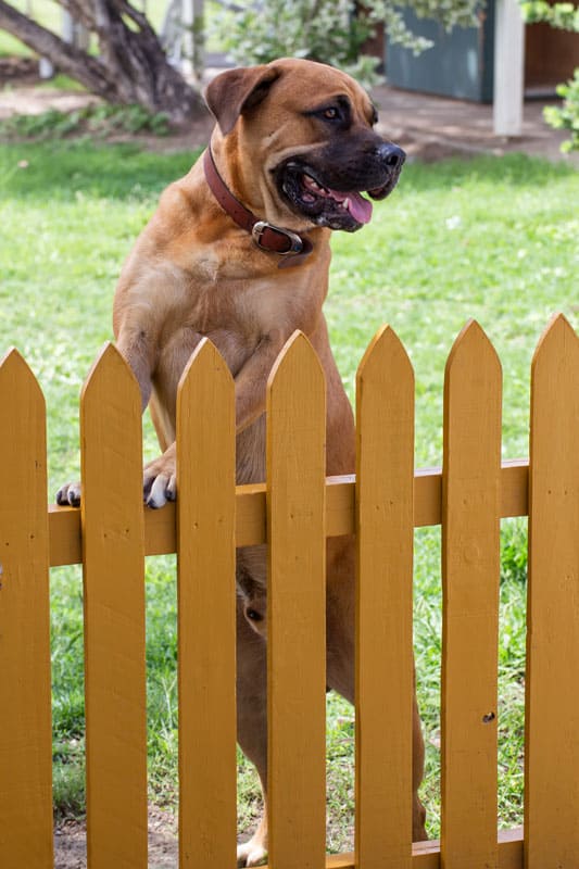 Male dog standing at yellow picket fence
