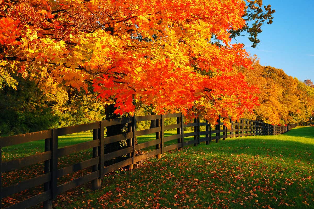 Maple trees glow in a vibrant autumn hue lining a farm road