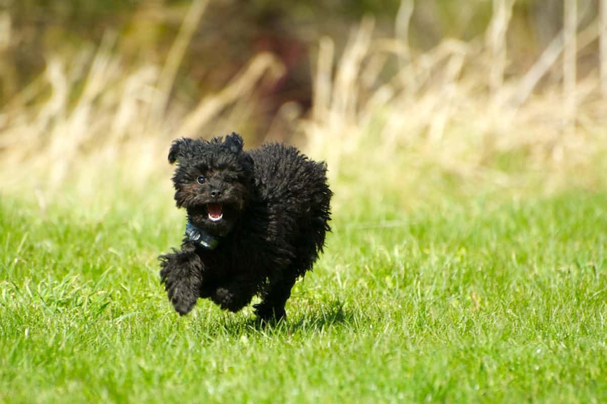 a cute dog running outside