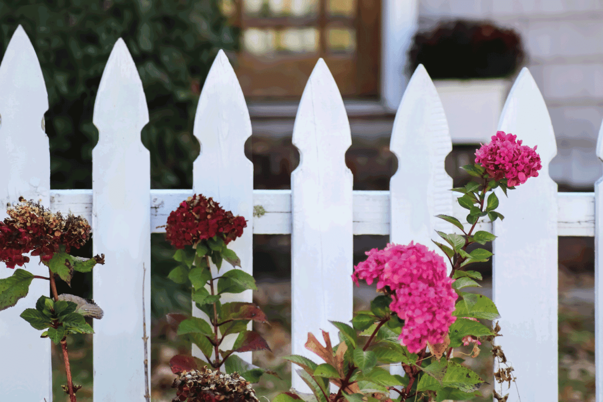 White picket fence with blurred door to house behind and fall hydrangeas in front