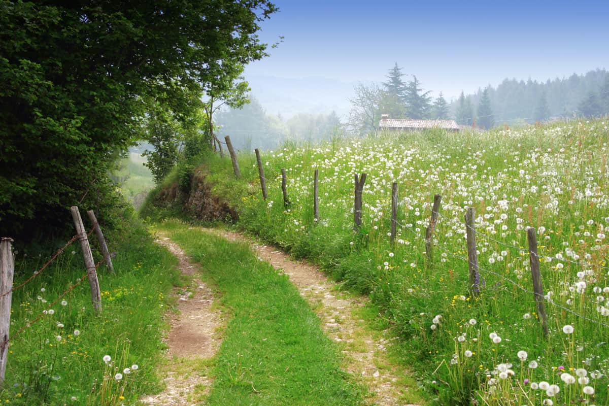 dirt road in a rural spring landscape and wood stick as fence