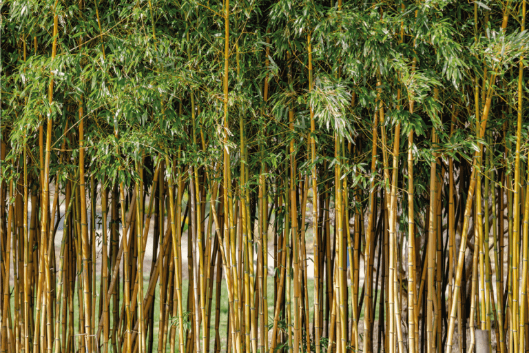 live bamboo plant used as a fence. 15 Types Of Bamboo Fencing