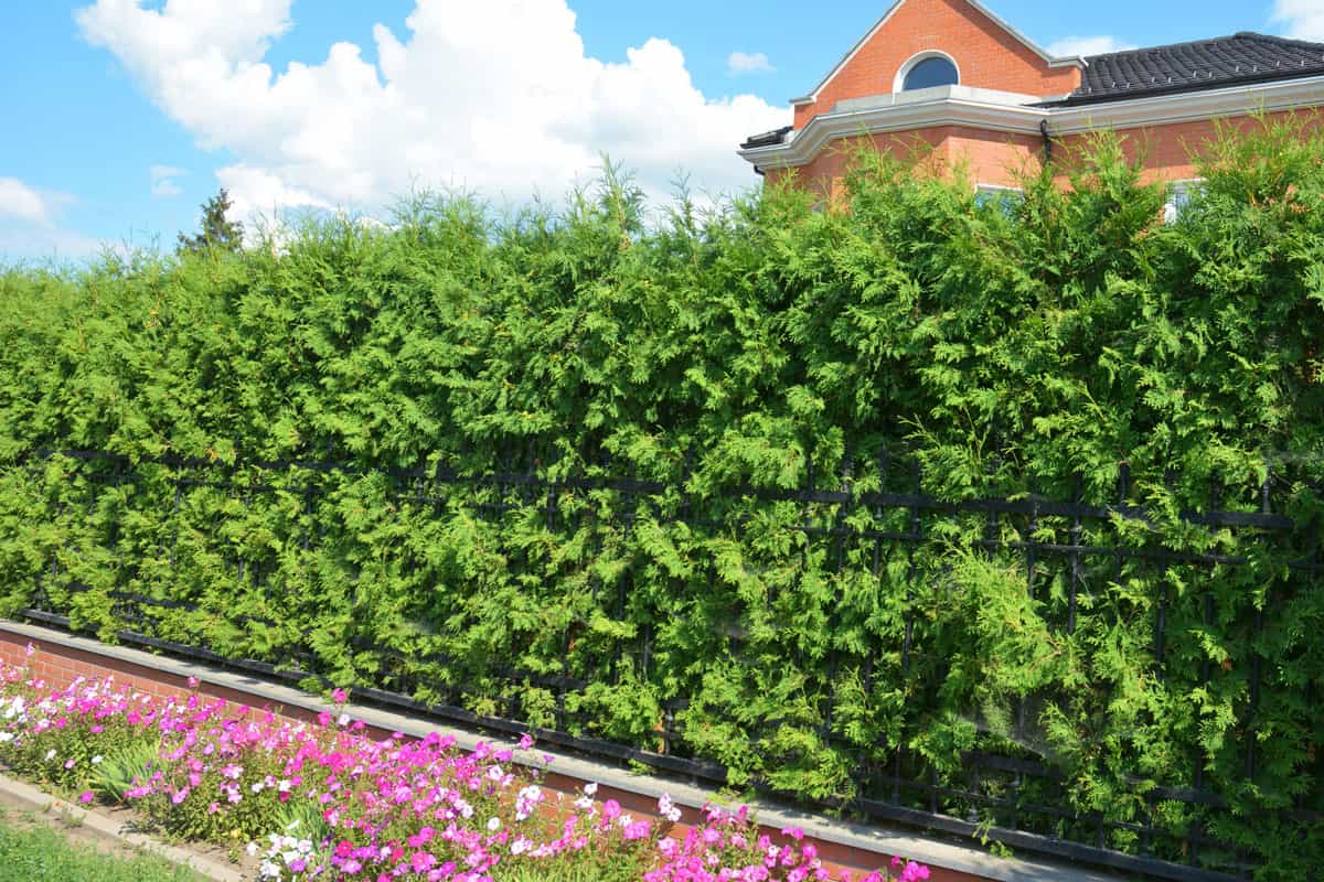 privacy hedge and a narrow flowerbed with petunia flowers with a modern house behind