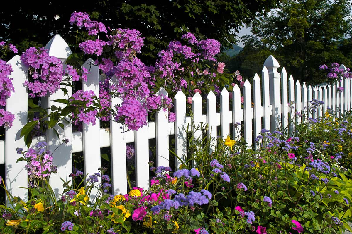 white picket fence is covered with pink phlox in full bloom