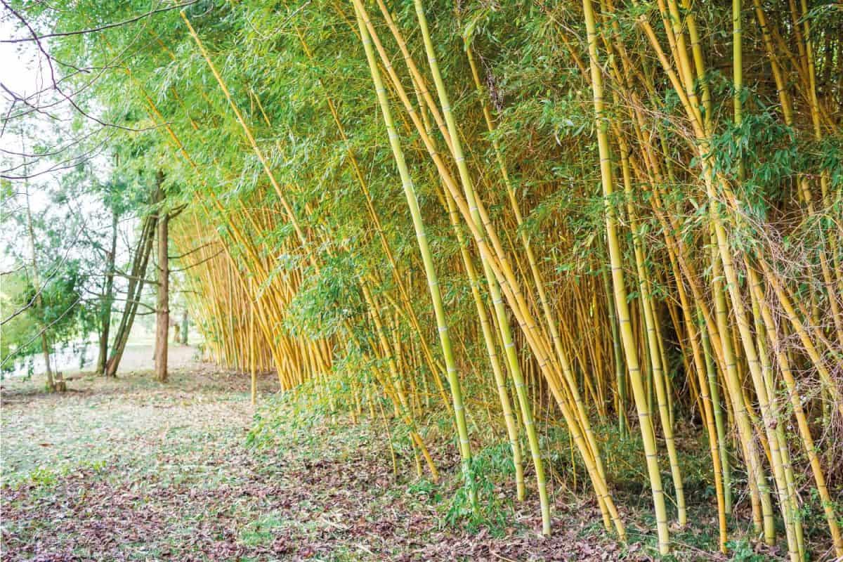 yellow bamboo forest