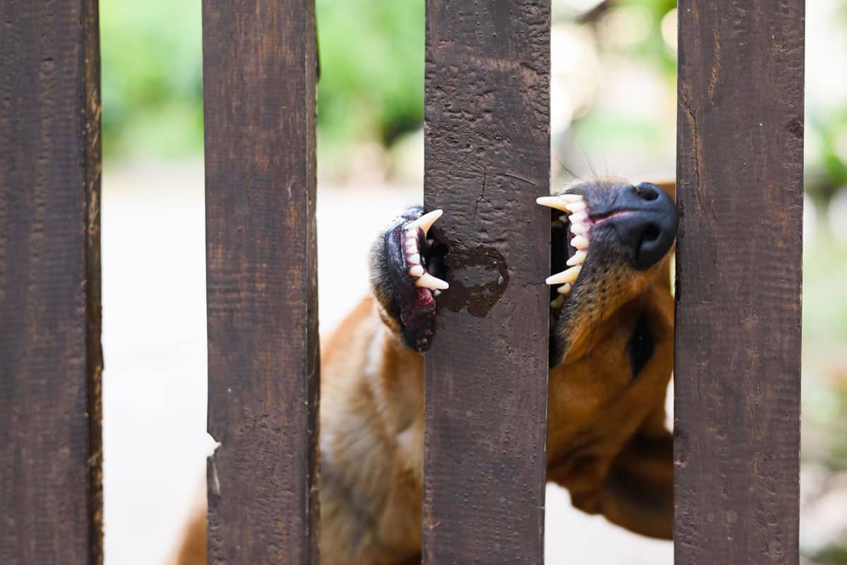 young dog chewing a wooden fence house
