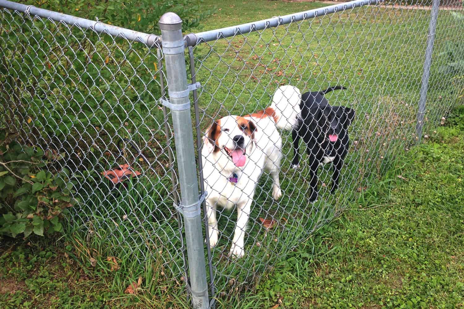 A pair of dogs, one black and one white and brown, are seen through a chain link fence.
