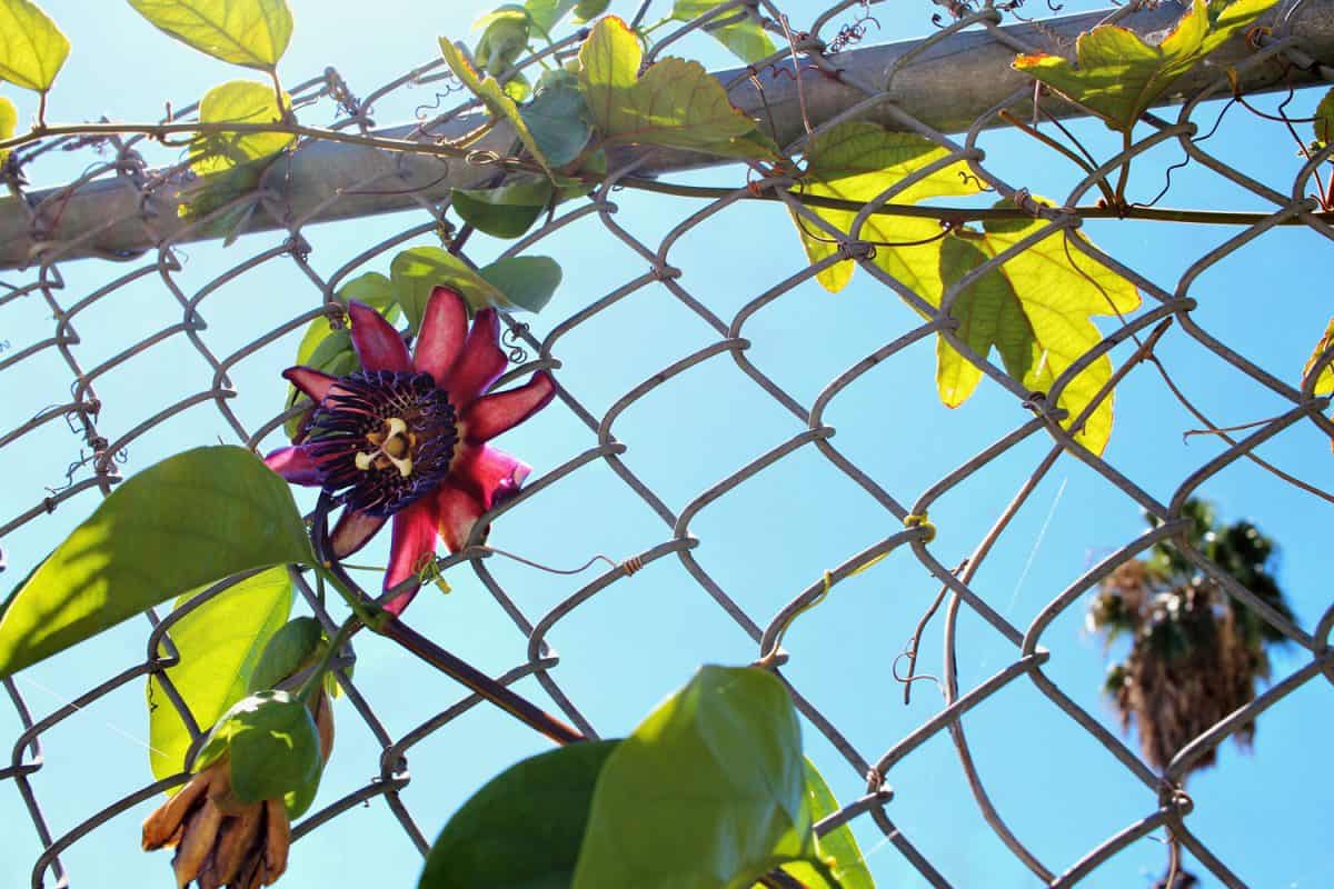 A pink flower growing on a chain link fence
