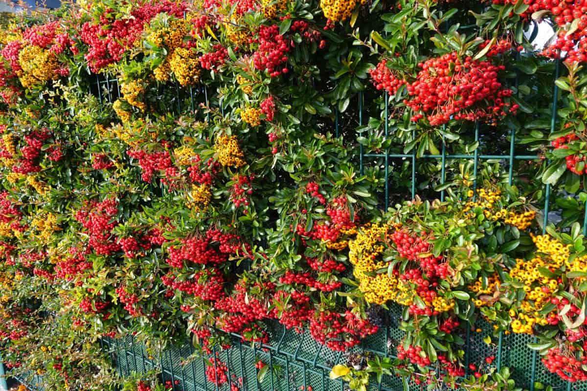 Burning red and yellow Pyracantha bush climbing over a chainlink fence Autumn season