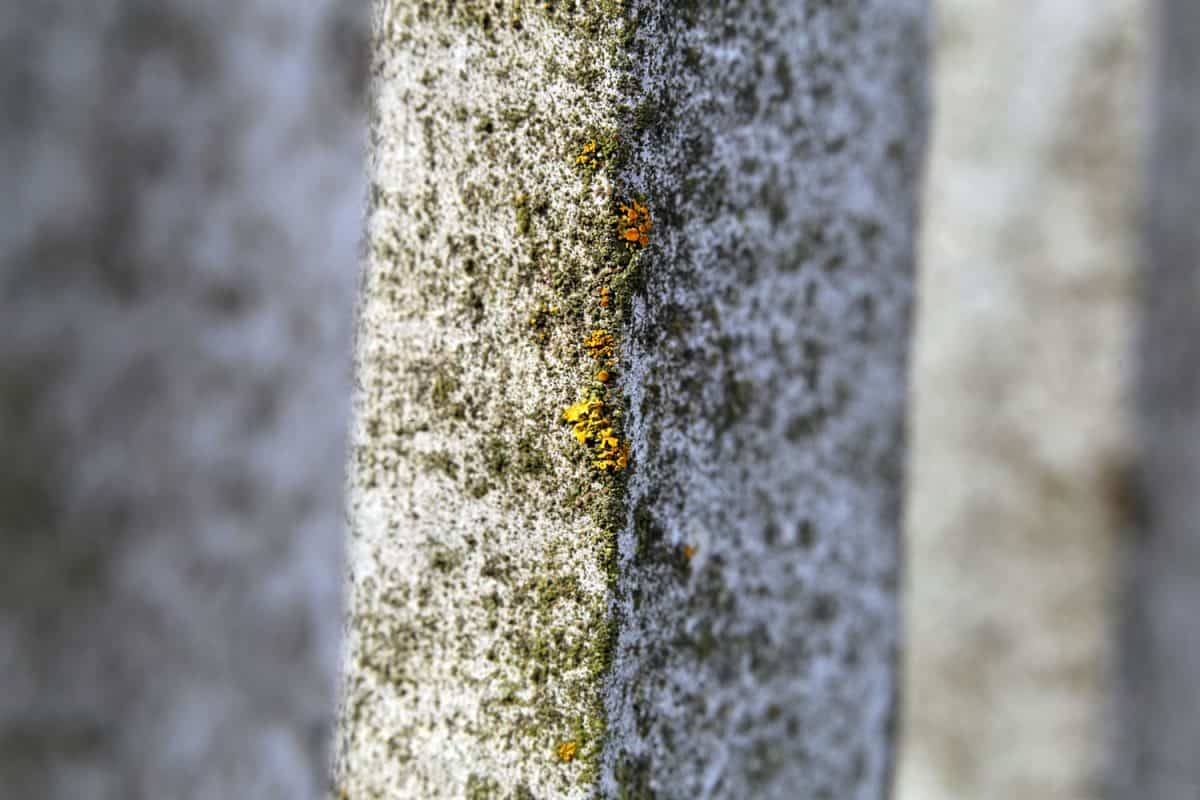 Closeup color image of a white wooden fence with some small moss and lichen growing on it.