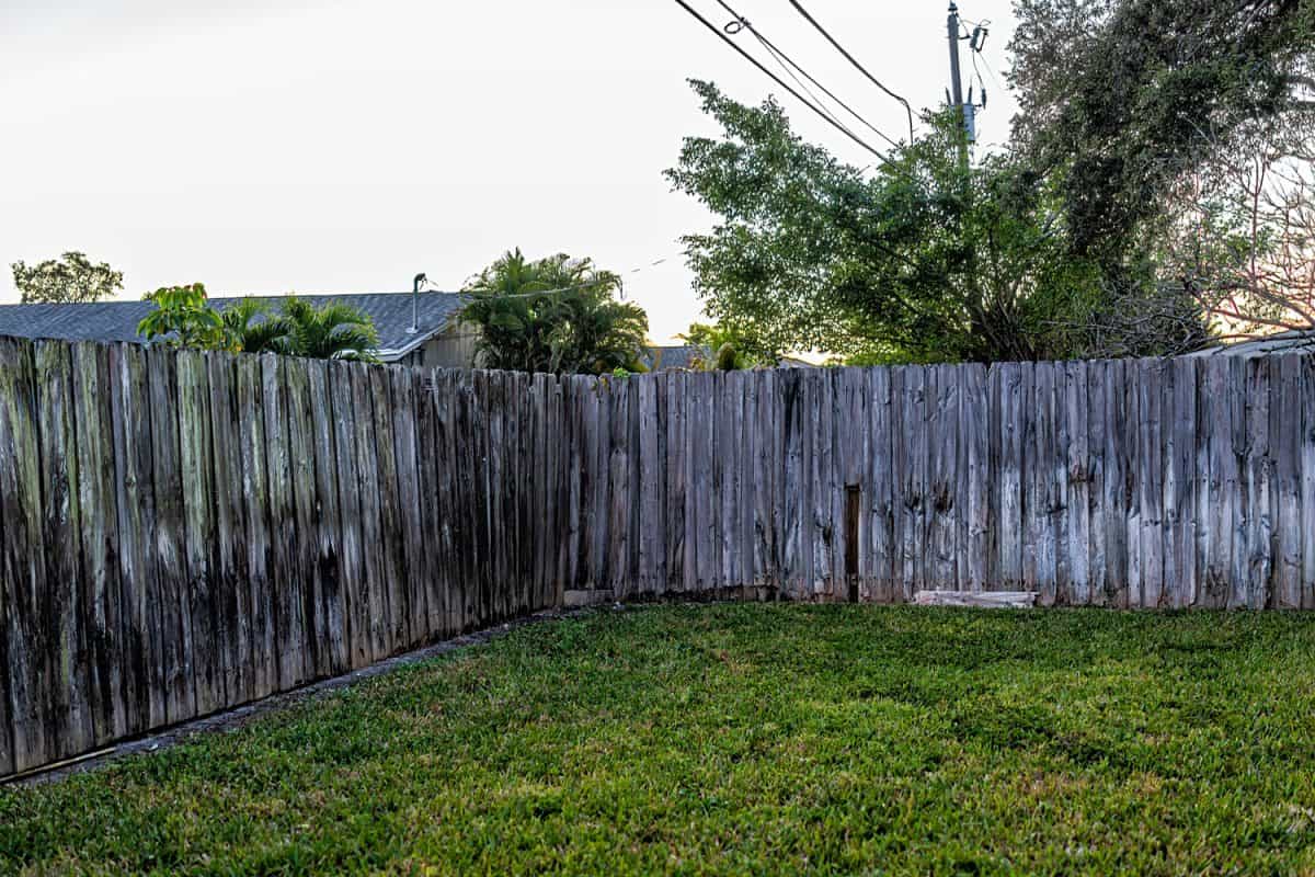 Corner of private wooden plank fence with black mold in front yard or backyard with green grass lawn at sunset in Naples, Florida

