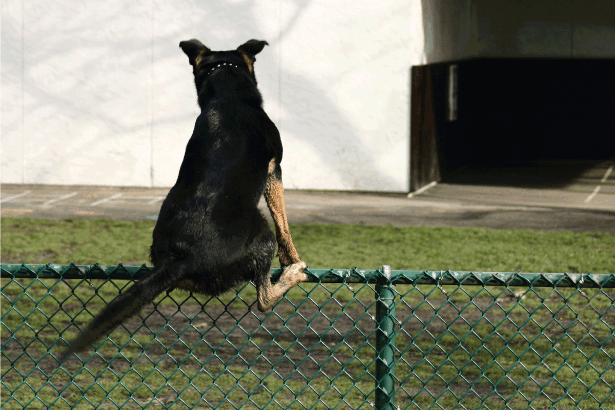 Dog On The Fence