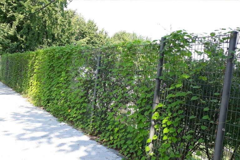 Green fence covered with ivy, How To Stop Ivy Vines From Growing Through Fence