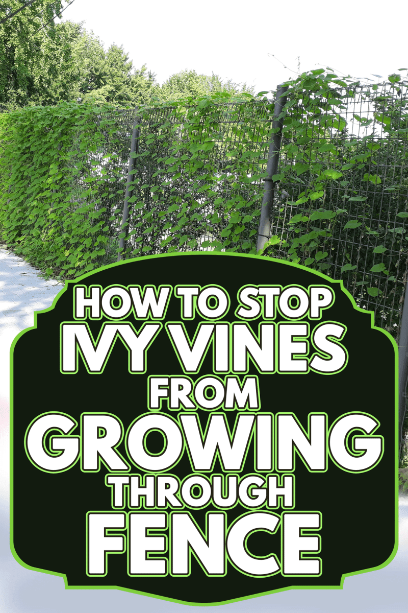 A green fence covered with ivy, How To Stop Ivy Vines From Growing Through Fence
