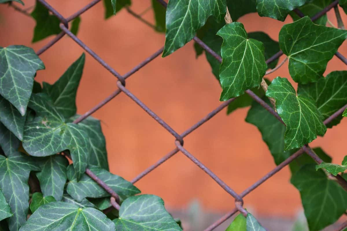 Ivy leaves on metal fence