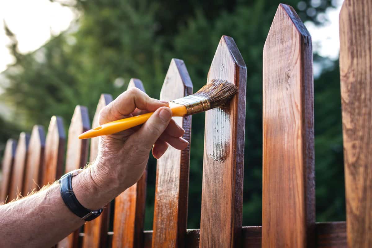 Man painting wood stain at timber plank in garden. Paint protective varnish on wooden picket fence at backyard

