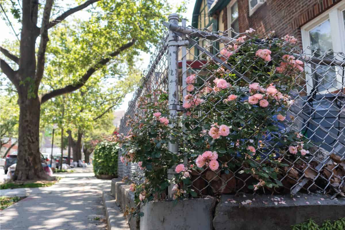 Pink Roses along a Fence and Neighborhood Sidewalk with a Row of Old Homes