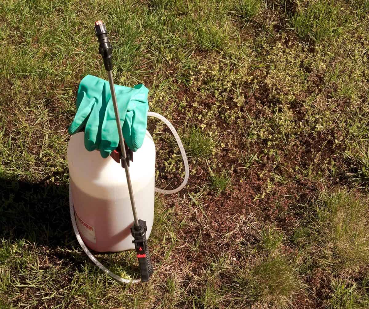 Pump sprayer and protective gloves ready to kill weeds