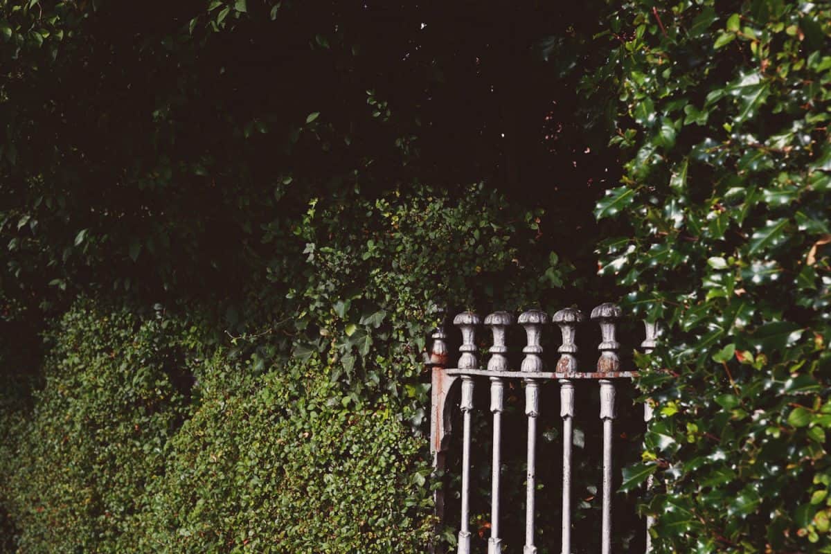 Silver wrought iron gate in an ivy covered wall, bright green leafy overgrowth on a city path.
