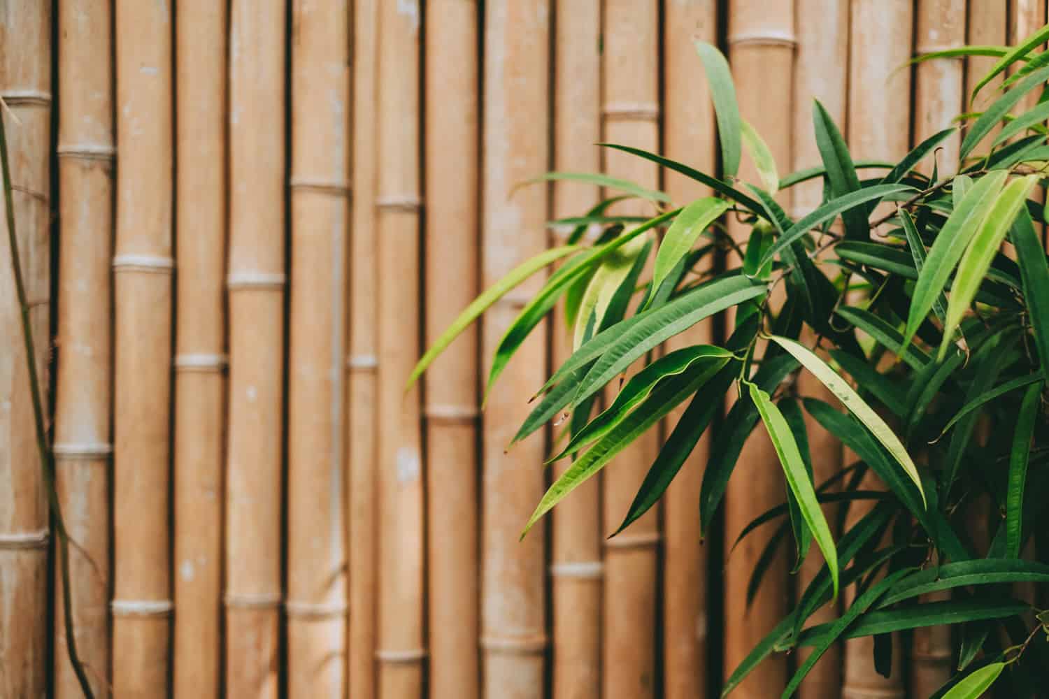 Tropical plant leaves on bamboo wall background with copy space