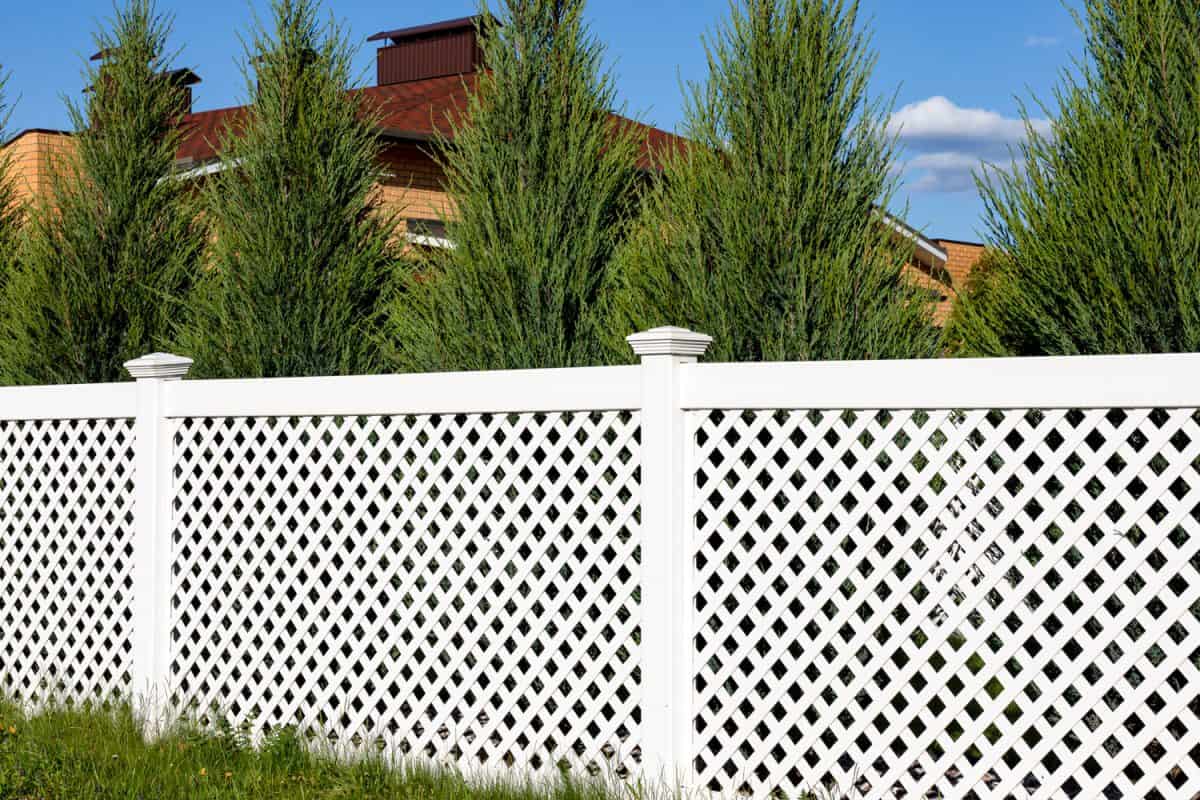 White vinyl fence in a cottage village. Tall Thuja bushes behind the fence. Fencing of private property.

