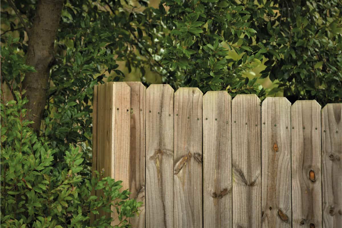 Wood Fence Vertical Boards Trees