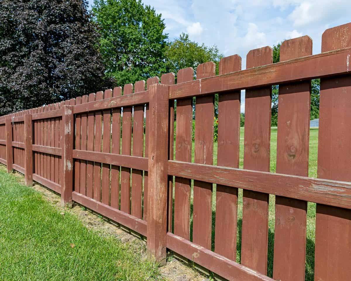 Wooden privacy fence in backyard with peeling paint and stain and green algae, mildew, and moss on boards