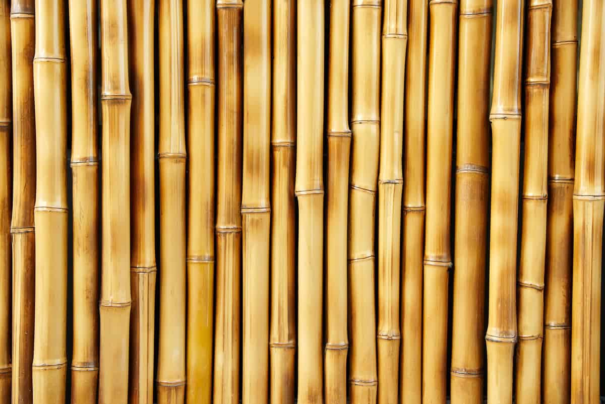 bamboo elegant for making a fence in your house