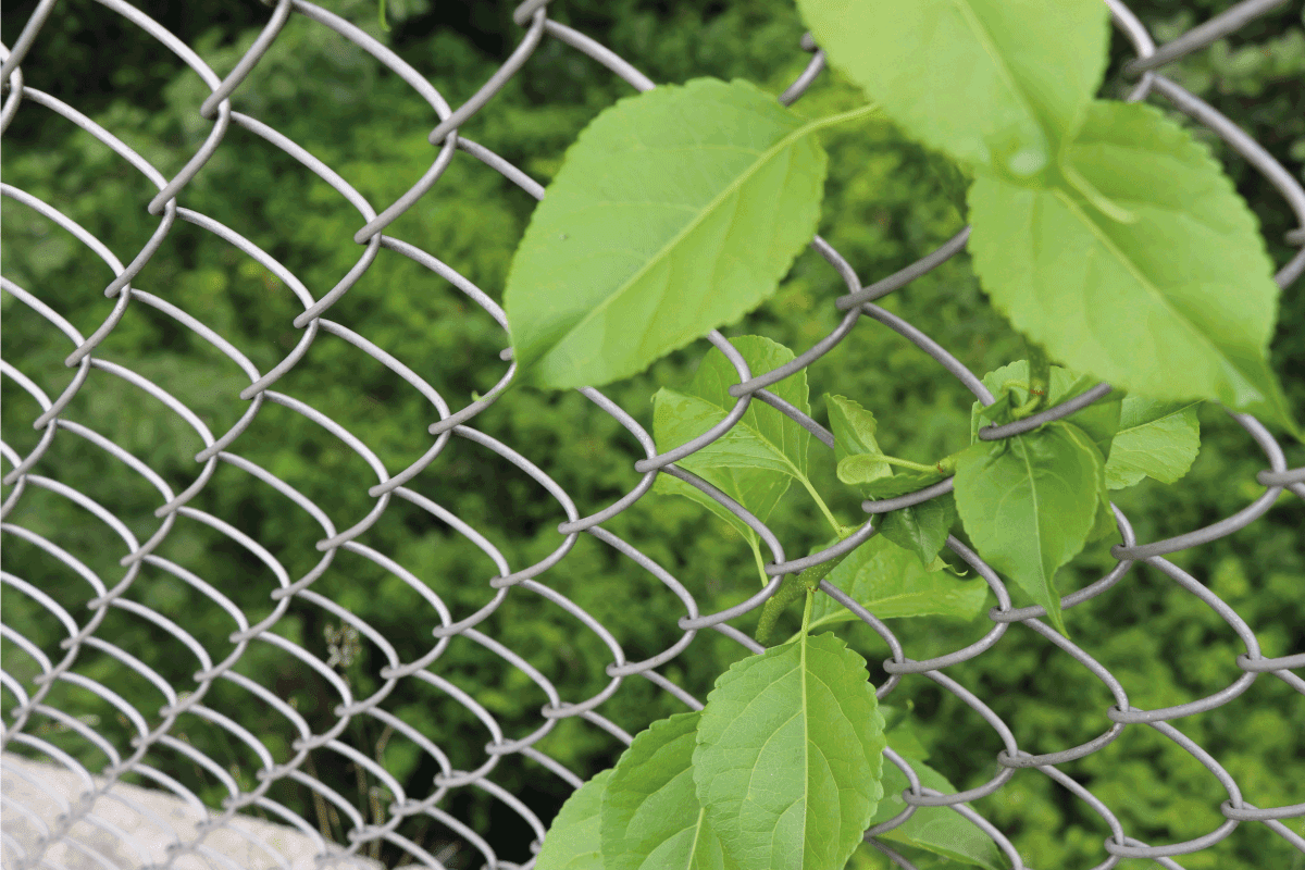 green leaves and vines climbing up growing on chain link fence. How To Tighten Chain Link Fence