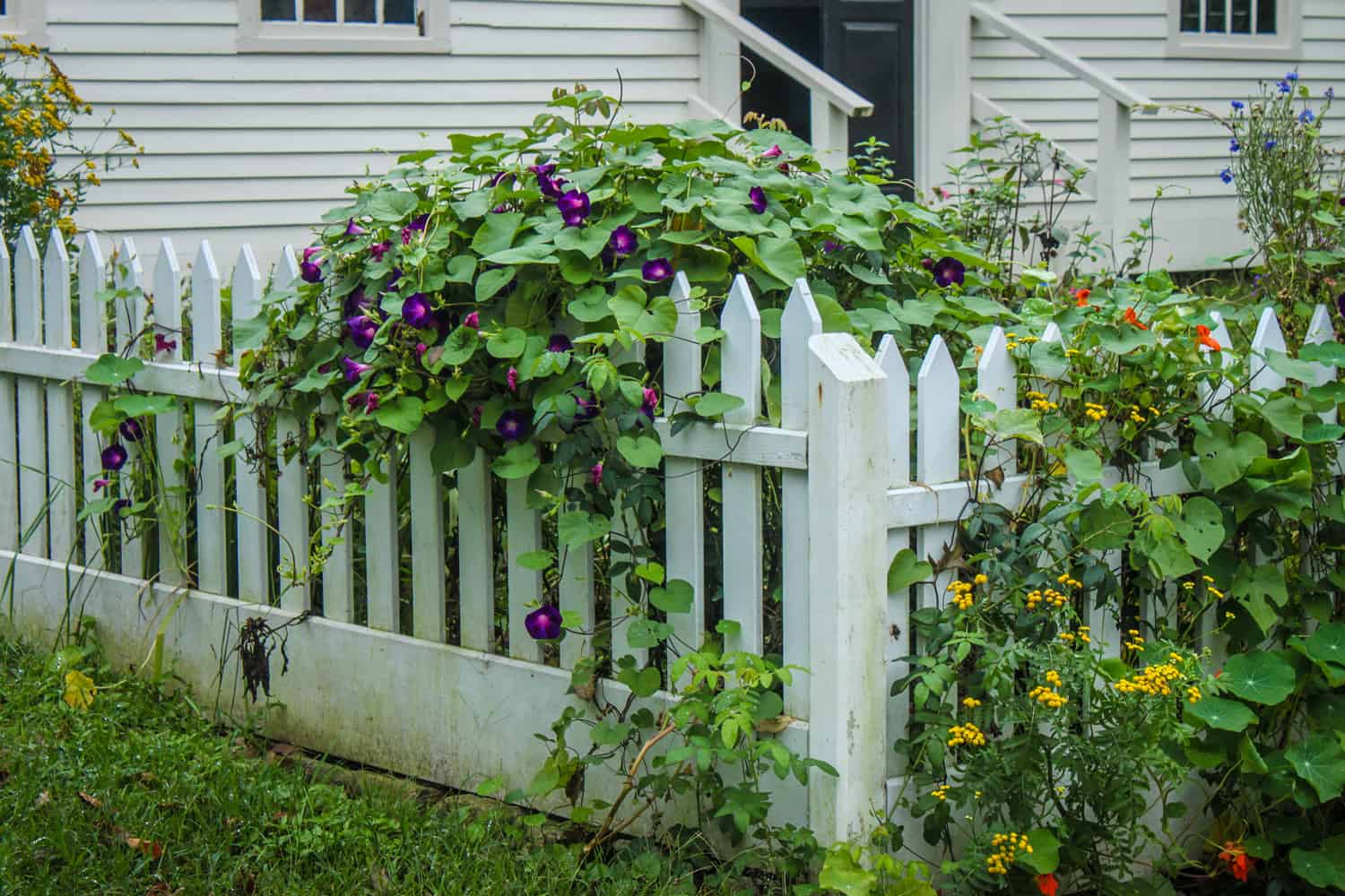 lowers vining up on white picket fence at corner of yard of white frame house