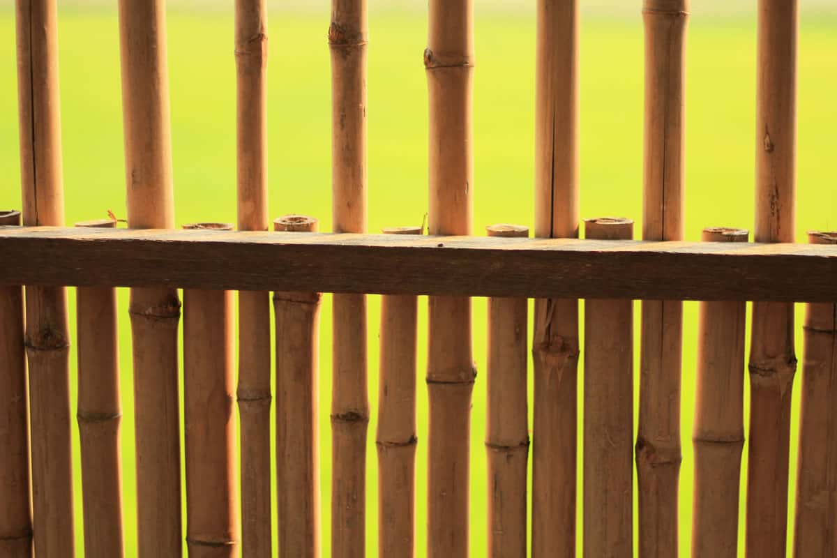 nice bamboo fencing and its pros and cons