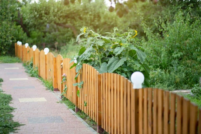 wooden fence and garden on a sunny day, 5 Best Waterproof Solar Fence Lights