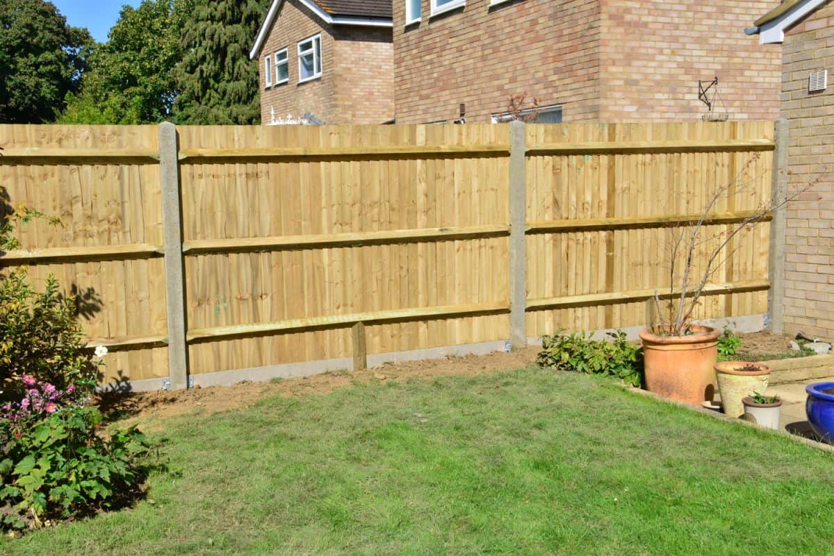 A brand new garden fence in the UK in Sept.