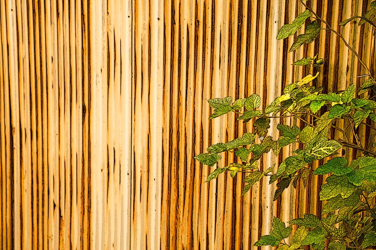 A tall bamboo fence with a small plant on the side, Is Bamboo Fencing Treated?