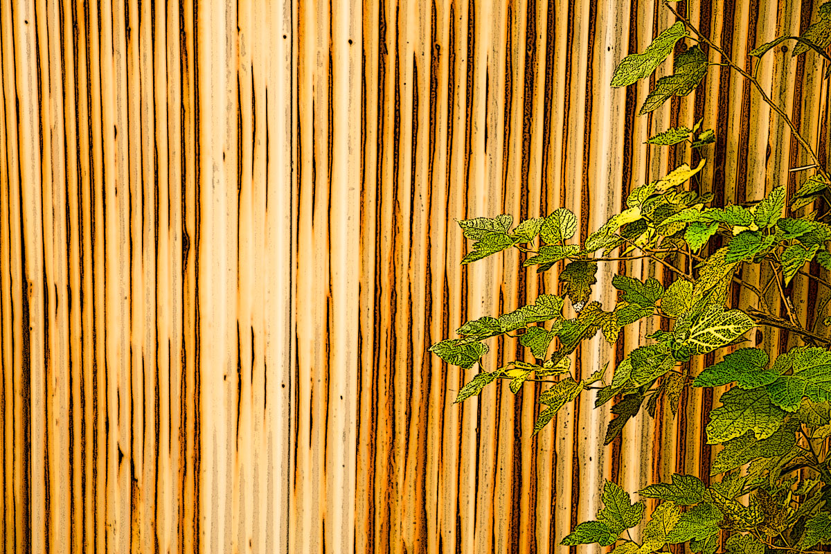 A tall bamboo fence with a small plant on the side