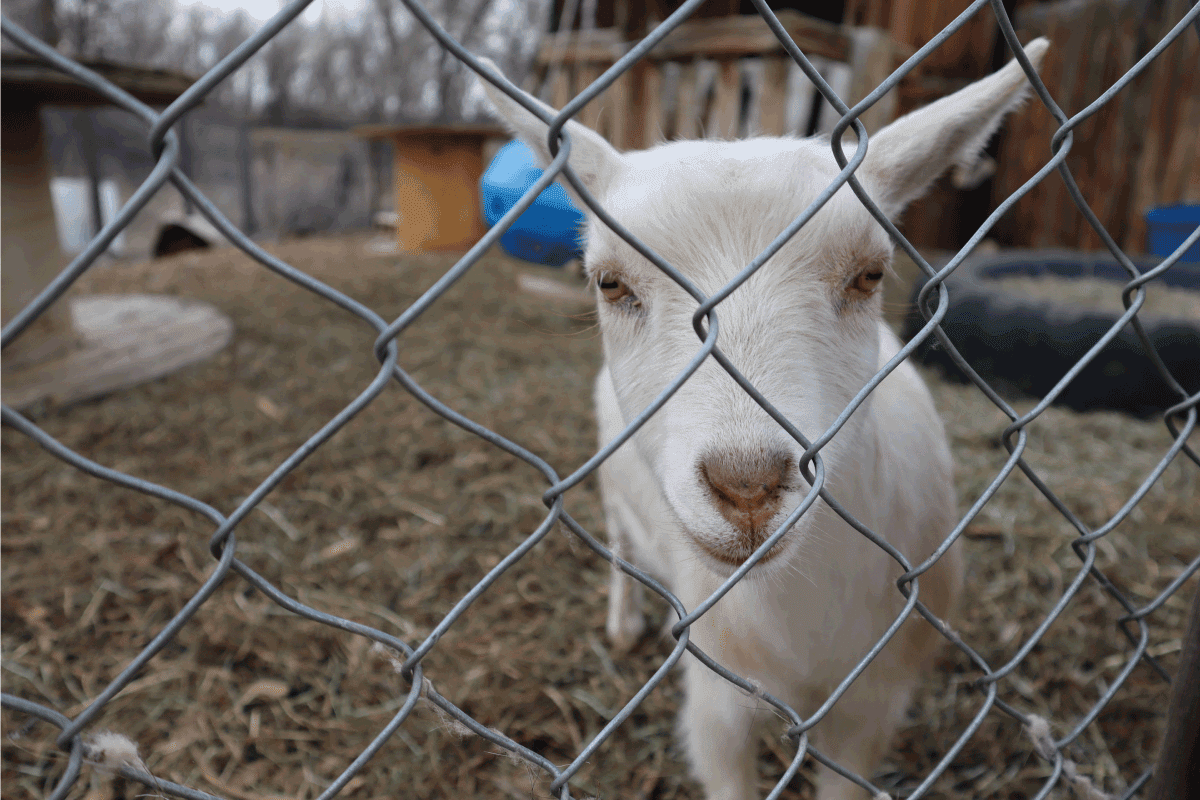 A white Pygmy goat looks through a fence at a goat pen on a farm. Can You Use T Posts For Goats [If So, How Far Apart To Space Them]